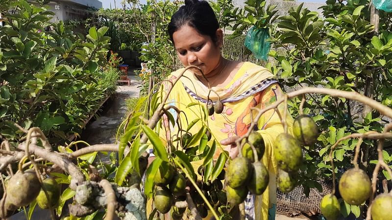 তনিমা আফরিনের শখের বাগানে আমড়াসহ নানা মৌসুমি ফল হয় নিয়মিত