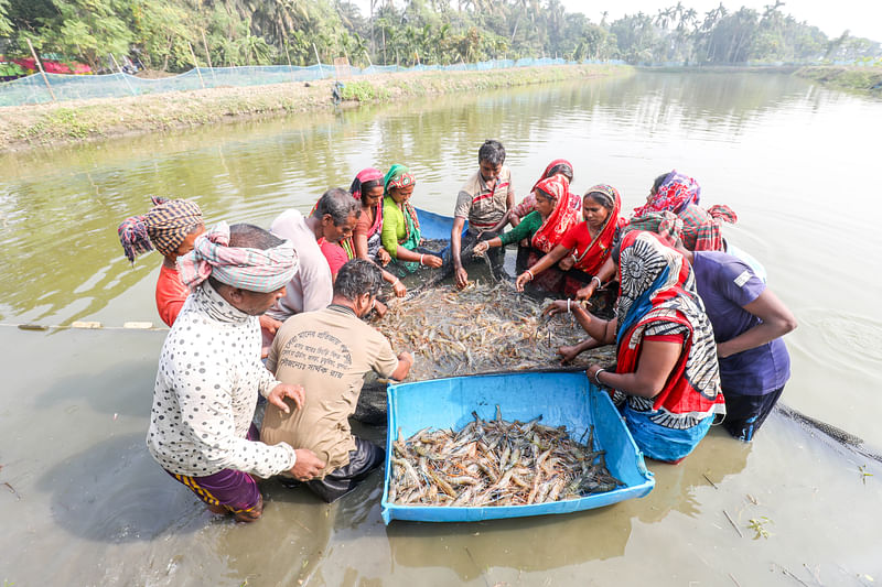 মাছ চাষ