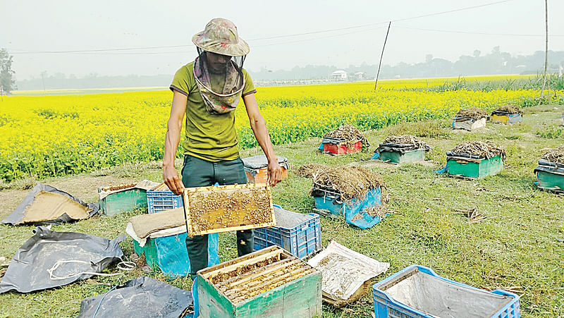 শর্ষে ফুল থেকে মধু সংগ্রহ করছেন মৌচাষি। মানিকগঞ্জ সদর উপজেলার দীঘি গ্রামে