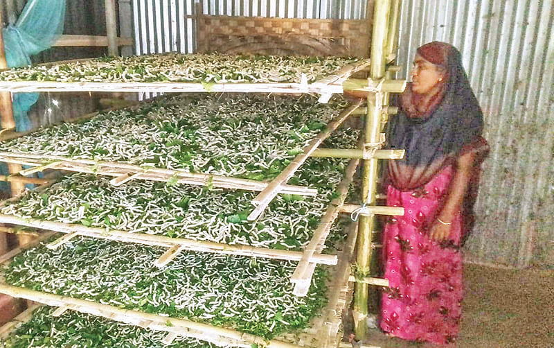 বাঁশ-বেতের তৈরি বিশেষ ধরনের পাত্রে 
এভাবে রেশম পোকাকে খেতে দেওয়া 
হয়েছে তুঁতপাতা