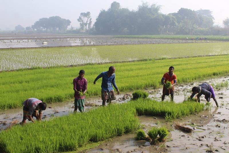 চুয়াডাঙ্গায় চলছে মাঝারি শৈত্যপ্রবাহ। এরই মধ্যে কাদাপানিতে কৃষিশ্রমিকেরা বীজতলা থেকে ধানের চারা তুলছেন। আজ রোববার সকালে পৌর এলাকার হাজরাহাটি মাঠে