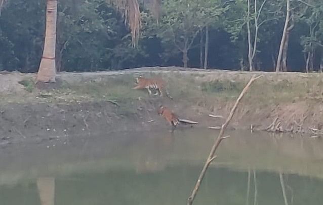 চান্দেশ্বর ফরেস্ট কার্যালয় এলাকায় পুকুরের ধারে দুটি বাঘ