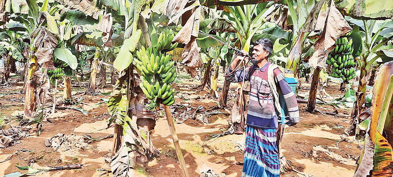 টাঙ্গাইলের মধুপুর উপজেলার একটি কলাবাগানে ছত্রাকনাশক রাসায়নিক  স্প্রে করছেন  একজন চাষি। গত শুক্রবার মহিষমারা গ্রামে