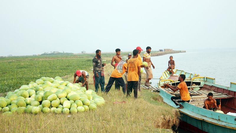 ভোলার মেঘনা ও তেঁতুলিয়া নদীর মধ্যে জেগে ওঠা চরে এবার তরমুজের ভালো ফলন হয়েছে