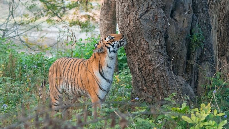 জিম করবেট জাতীয় উদ্যানে এই বাঘের সঙ্গে দেখা হয়েছিল নুরুন্নাহার নাফিসার