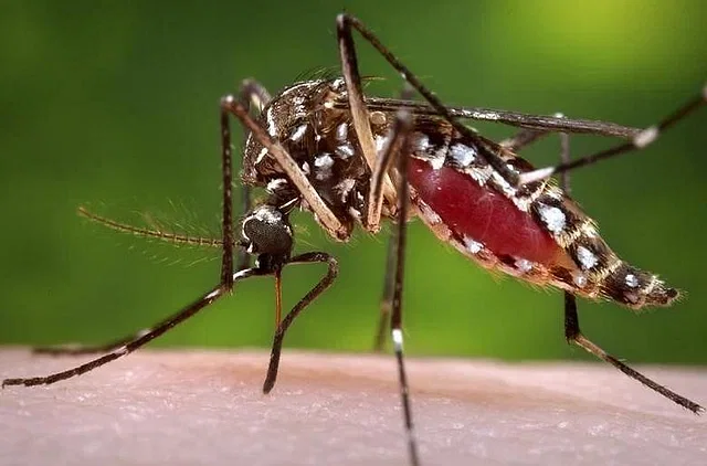 ডেঙ্গু রোগের বাহক এডিস মশা