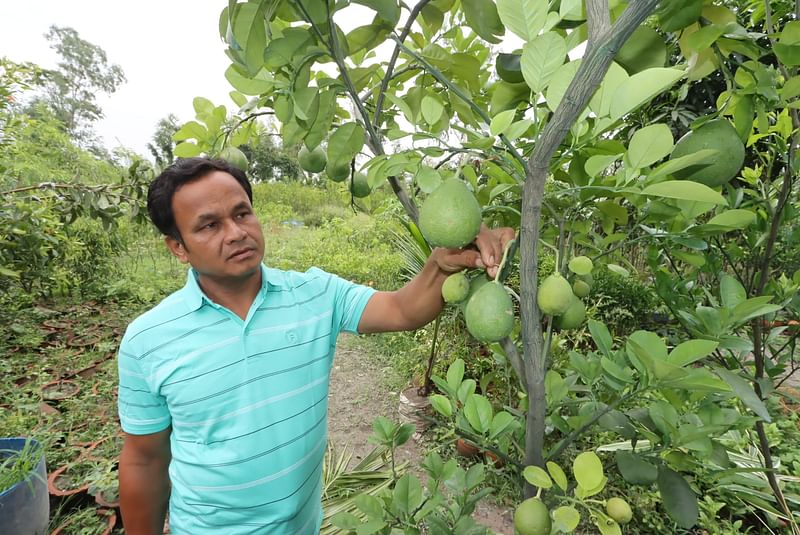 নার্সারি ও খামার করে সফল হেমন্ত চন্দ্র বর্মণ। তাঁকে দেখে পুরো গ্রাম এখন নার্সারি ব্যবসায় ঝুঁকেছে। নিজের নার্সারিতে থাই জাম্বুরার গাছ পরিচর্যা করছেন। গতকাল রংপুরের পীরগাছার গোবরা গ্রামে