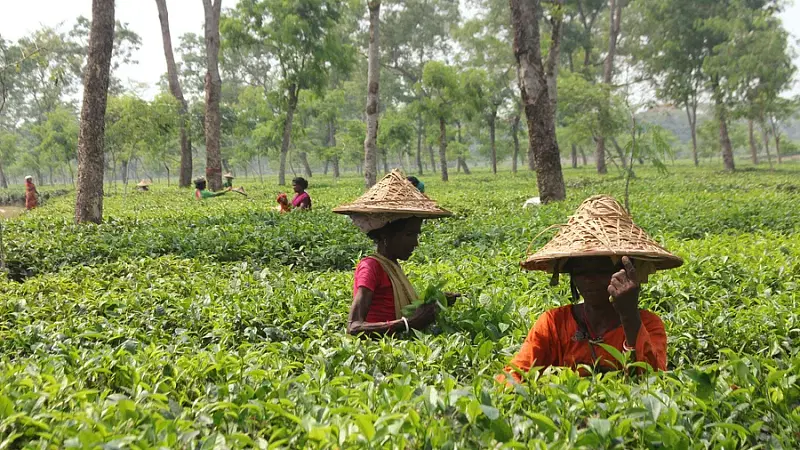 চা–পাতা তুলছেন চা–বাগানে শ্রমিকেরা