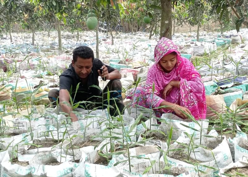 আম ও লিচুর বাগানের ফাঁকা জায়গাসহ বাড়ির আশপাশে ১৫ হাজার বস্তায় আদার গাছ লাগিয়েছেন রুহুল আমিন ও নার্গিস বেগম