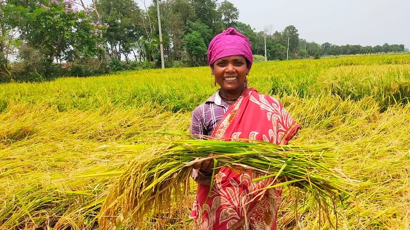 এ খরায় রাজশাহীর গোদাগাড়ী উপজেলায় চলছে জমজমাট ধান কাটার উৎসব। গত রোববার রাজশাহীর গোদাগাড়ী উপজেলার বসন্তপুর গ্রামে