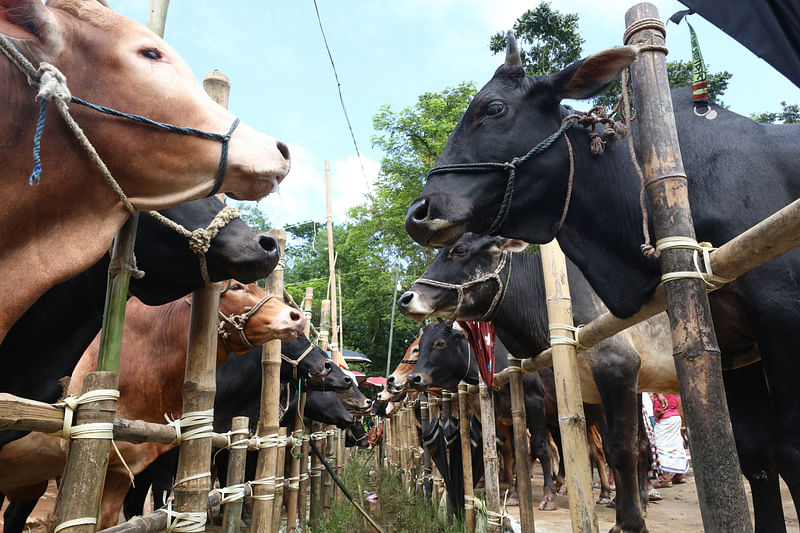 কোরবানির পশু