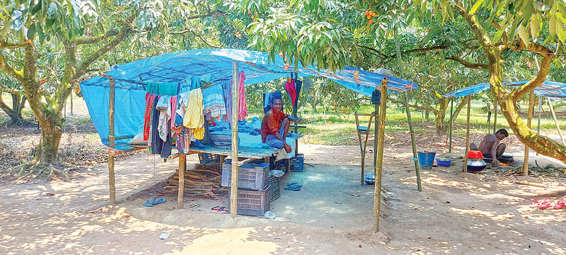 পলিথিনের ছাপরা থেকে লিচুবাগানের দেখভাল করেন ব্যবসায়ীরা। গতকাল ঠাকুরগাঁও সদর উপজেলার গোবিন্দনগর এলাকায়