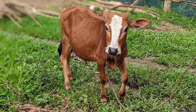 গাজীপুরের শ্রীপুরের বরমী ইউনিয়নের গোলাঘাট গ্রামের টানভিটিপাড়া এলাকার কৃষক আবদুল ফালানের ছোট আকৃতির দুই বছর বয়সী এই ষাঁড়টির ওজন পাওয়া গেছে ৩২ কেজি