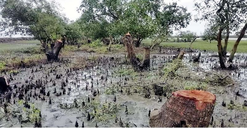 কক্সবাজারের মহেশখালীর হোয়ানকে উপকূলীয় প্যারাবন নিধন করে চিংড়িঘের তৈরির প্রস্তুতি