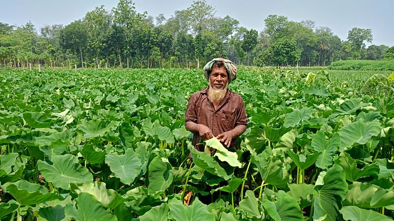 তীব্র গরমে ঘেমে একাকার কৃষক মহিদুল ইসলাম। তা উপেক্ষা করেই নিজের খেতের ফসলের পরিচর্যা করছেন তিনি। গতকাল শনিবার বেলা ১১টার দিকে চুয়াডাঙ্গা পৌরসভার হাজরাহাটি মাঠে