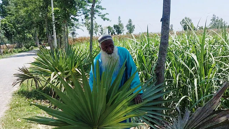 নিজের হাতে লাগানো তালগাছের পরিচর্যায় ব্যস্ত খোরশেদ আলী। সম্প্রতি ঠাকুরগাঁও সদরের চিলারং ইউনিয়ন পরিষদে যাওয়ার রাস্তায়