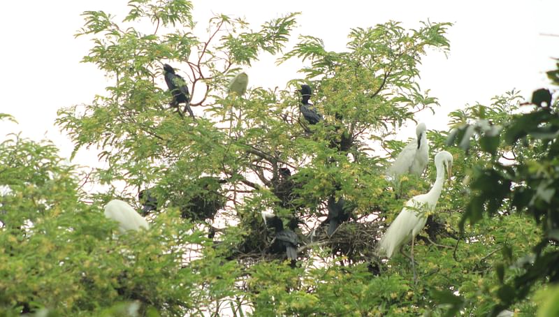 গাছের ডালে পাশাপাশি বসে আছে বক ও পানকৌড়ি। সম্প্রতি পিরোজপুরের ইন্দুরকানি উপজেলার হোগলাবুনিয়া গ্রামের গাজীবাড়িতে