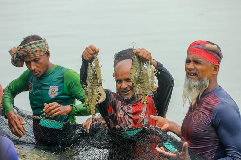 চিংড়ি দেখে উৎফুল্ল সবাই। বাগদা চিংড়ি তুলে দেখাচ্ছেন এক শ্রমিক। সম্প্রতি খুলনার ডুমুরিয়ার হাসানপুর গ্রামে জোয়ার্দ্দার মৎস্য খামারে