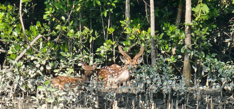 সুন্দরবনের হরিণের দল। খুলনার কয়রা উপজেলার আওতাধীন সুন্দরবনের নীলকমল এলাকার নদীর পাড়ে