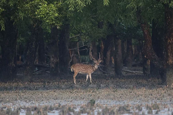 সুন্দরবন