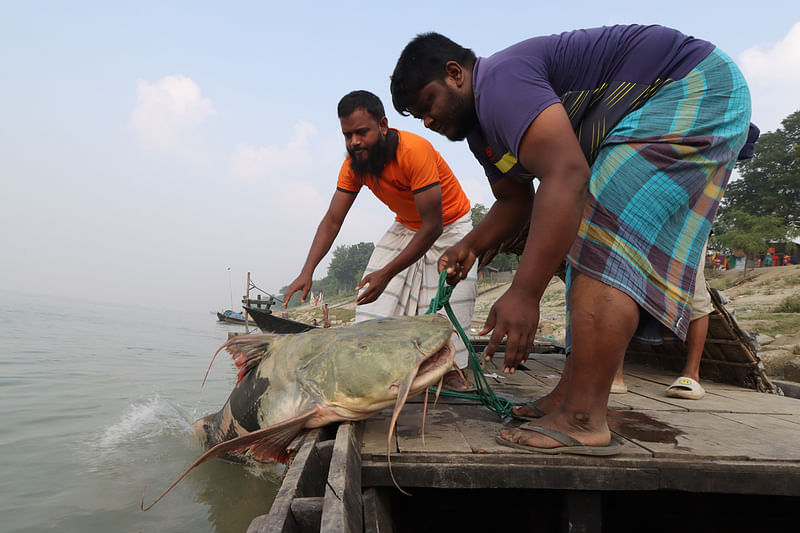 ৫৪ কেজি ওজনের বাগাড়টি ৫০ হাজার টাকায় বিক্রি হয়েছে। শুক্রবার রাজশাহী নগরের সাতবাড়িয়া লবার ঘাটে