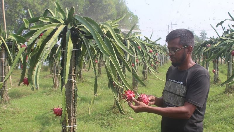 ব্রাহ্মণবাড়িয়ার সরাইল উপজেলার নোয়াগাঁও ইউনিয়নের বুড্ডা গ্রামের হাবিবুর রহমান তাঁর গ্রামে তিতাস নদের পারে গড়ে তুলেছেন ড্রাগন ফলের বাগান। নিজেই বাগানের যত্ন করেন তিনি