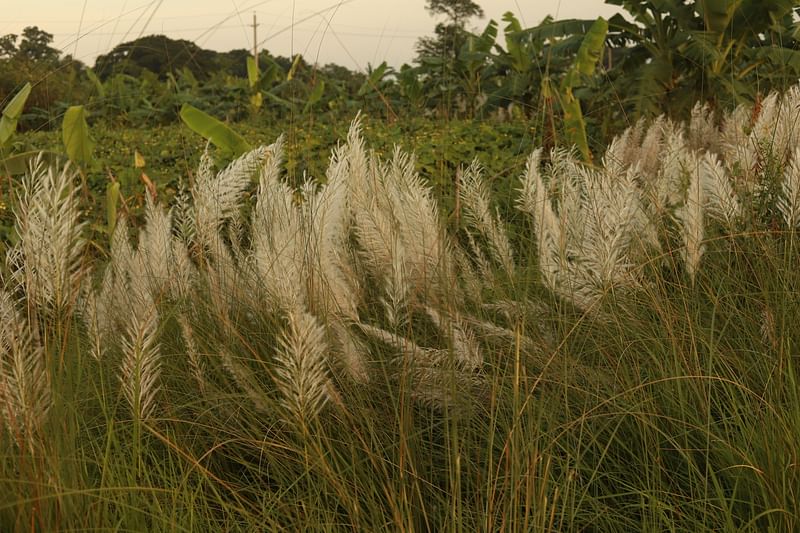 প্রতীকী ছবি