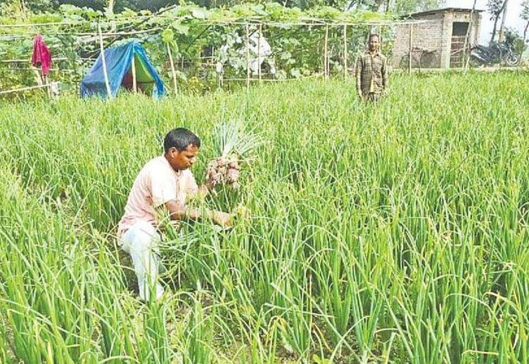 গ্রীষ্মকালীন পেঁয়াজখেতে পরিচর্যায় ব্যস্ত এক কৃষক। গত বুধবার দুপুরে দিনাজপুরের চিরিরবন্দর উপজেলার নশরতপুর এলাকায়