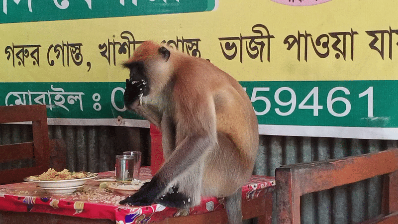 শরীয়তপুরের জাজিরায় একটি রেস্টুরেন্টে বসে খাবার খাচ্ছে একটি হনুমান