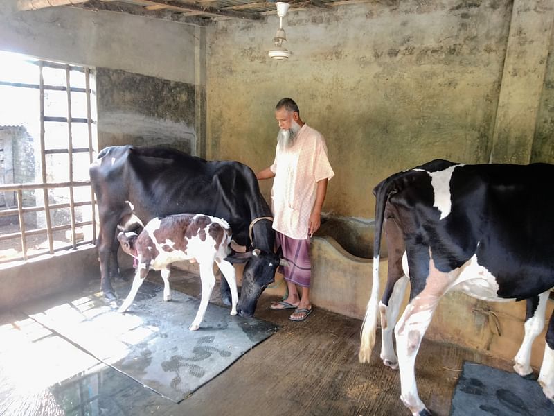 খুলনার কয়রা উপজেলায় শাহাজান সিরাজের গরুর খামার। সম্প্রতি কয়রা উপজেলা সদরের ৪ নম্বর কয়রা গ্রামে