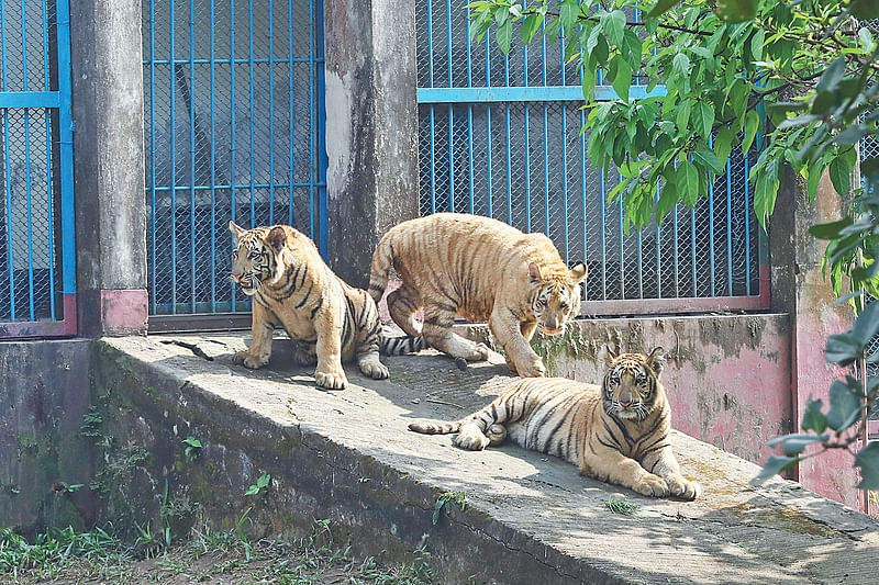 জন্মের প্রায় আট মাস পর প্রথমবারের মতো দর্শনার্থীদের সামনে আনা হলো বকুল, কসমস ও চন্দন নামের তিনটি বাঘের শাবক। শিউলি-কদম বাঘ দম্পতির এই শাবকগুলোকে দর্শনার্থীদের জন্য উন্মুক্ত করা হলো। গতকাল মিরপুরের জাতীয় চিড়িয়াখানায়