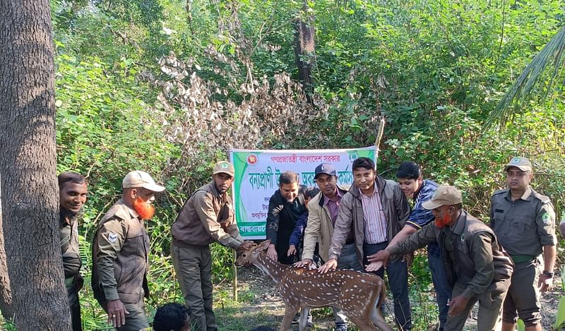 উদ্ধার করা চিত্রা হরিণ দুটি শনিবার বিকেলে পটুয়াখালীর রাঙ্গাবালী উপজেলার চর মোন্তাজ ইউনিয়নের সোনারচর বন্য প্রাণী অভয়ারণ্য কেন্দ্রে অবমুক্ত করা হয়েছে