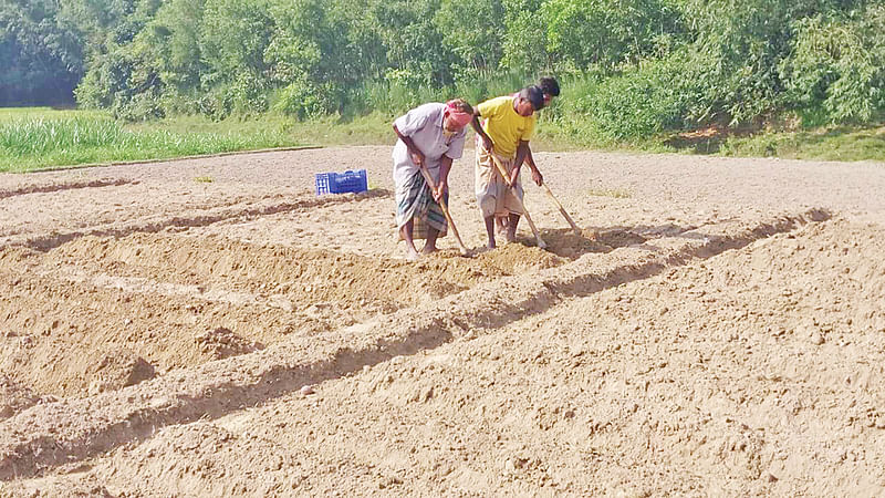 আলু রোপণে ব্যস্ত কৃষকেরা। সম্প্রতি জয়পুরহাটের আক্কেলপুরের হালিরমোড় গ্রামে