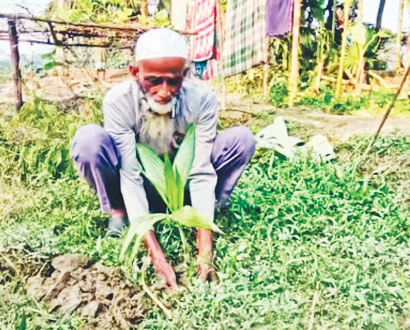 বাড়িতে নারকেলগাছের চারা রোপণ করছেন সেরাজুল ইসলাম