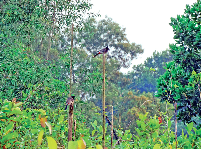 ‘কুহু’ অভয়ারণ্যে গাছে গাছে পাখি। গত রোববারের ছবি