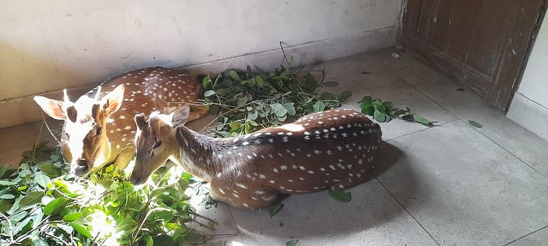 পটুয়াখালীর গলাচিপার লোকালয় থেকে এ দুটি চিত্রা হরিণ উদ্ধার করা হয়েছে। বুধবার সকালে বন বিভাগের চর আগস্তি ফরেস্ট ক্যাম্পে