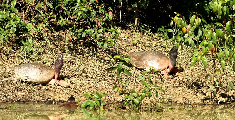 বাংলাদেশে মাত্র পাঁচ প্রজাতির বন্য প্রাণী সংরক্ষিত বনে ভালো পরিবেশে এবং পর্যাপ্ত সংখ্যায় টিকে আছে