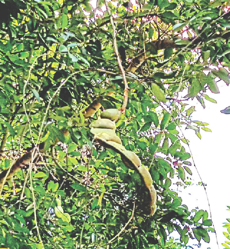 বাংলাদেশ কৃষি বিশ্ববিদ্যালয়ের উদ্ভিদ উদ্যানে গিলা ফল