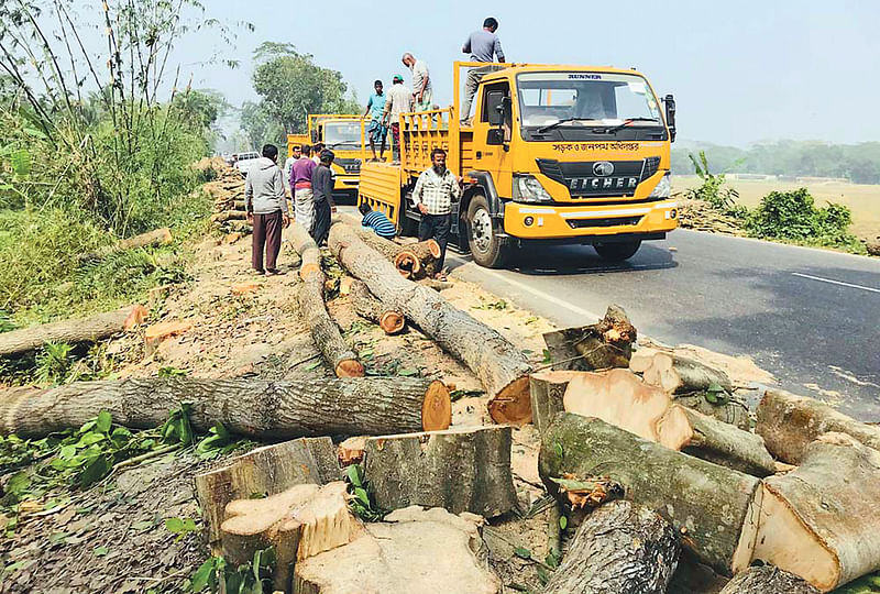 বরিশালের গৌরনদী উপজেলার খাঞ্জাপুর ইউনিয়ন পরিষদের সদস্য হাবুল বেপারির নেতৃত্বে সড়কের পাশ থেকে গাছ কেটে নেওয়া হয়