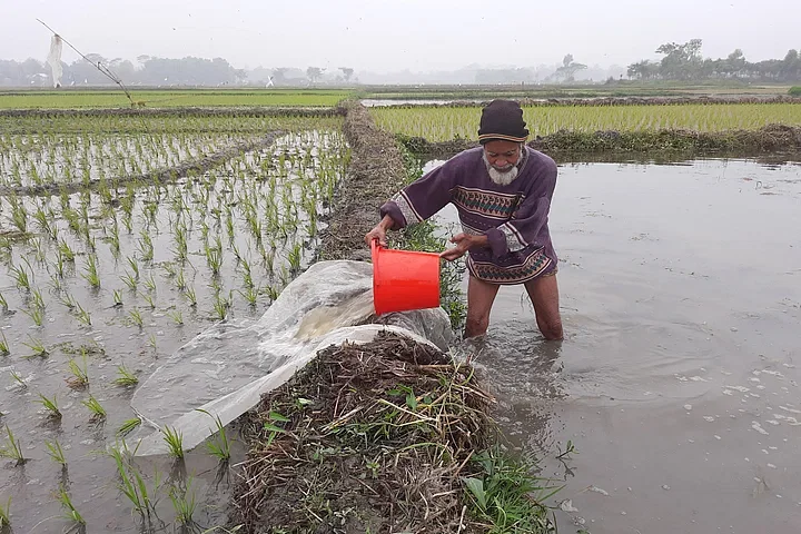 তীব্র শীতে বোরো ধানের বীজতলায় ৩-৫ সেন্টিমিটার পানি ধরে রাখার পরামর্শ দিয়েছে কৃষি মন্ত্রণালয়। কুমিল্লার দাউদকান্দি থেকে ছবিটি তুলেছেন আবদুর রহমান ঢালী