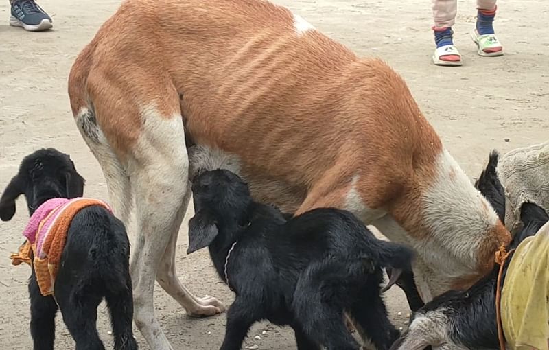 লালমনিরহাটের কালীগঞ্জের কাকিনাহাটে ছাগলছানারা পান কুকুরের দুধ