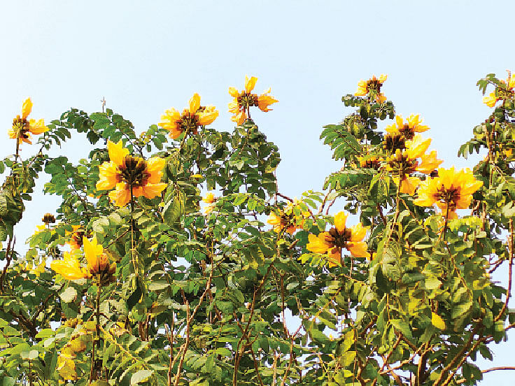 খুলনার শহীদ হাদিস পার্কে ফোটা রুদ্রপলাশ ফুল