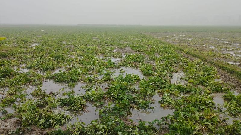 জয়পুরহাটের কালাইয়ে শেষ রাতে অপরিপক্ব আলুর খেত সেচ দিয়ে নষ্ট করেছে দুর্বৃত্তরা। শনিবার সকালে উপজেলার বেগুনগ্রামের হারারপাতার মাঠে