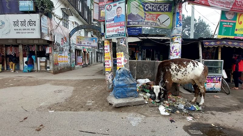 রংপুর সিটি মেয়রের বাসায় ঢোকার গলির মুখে আবর্জনার স্তুপে খাবার সন্ধান করছে গরু। ১৬ জানুয়ারি দুপুরে