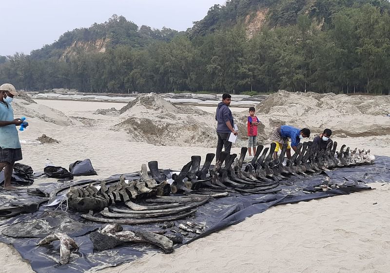 বালুচরের ২০ ফুট নিচ থেকে উত্তোলন করা তিমির হাড়। বৃহস্পতিবার বিকেলে কক্সবাজারের হিমছড়ি সৈকতের বালুচরে