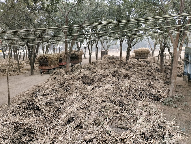 গাইবান্ধায় বন্ধ থাকা রংপুর চিনিকলের ভেতরে পড়ে আছে কেটে রাখা আখ। শুকিয়ে এসব আখ নষ্ট হয়ে যাচ্ছে। গতকাল দুপুরে তোলা