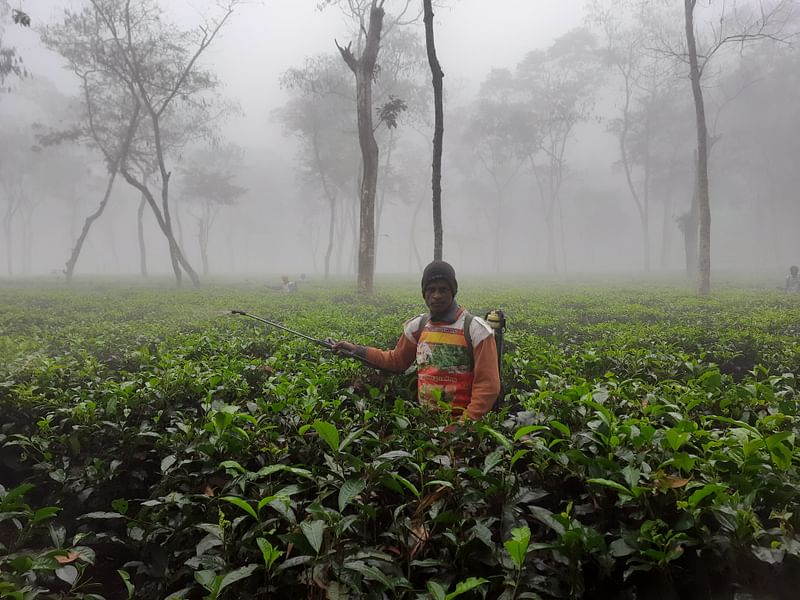 ঘন কুয়াশার মধ্যে চা-বাগানে কাজ করছেন শ্রমিকেরা। কুয়াশায় ঢাকা ছিল চারদিক। আজ সকাল ৬টায় চায়ের রাজ্য শ্রীমঙ্গলে তাপমাত্রা রেকর্ড করা হয়েছে ১২ ডিগ্রি সেলসিয়াস। ভাড়াউড়া চা-বাগান, শ্রীমঙ্গল, মৌলভীবাজার। ২৬ জানুয়ারি