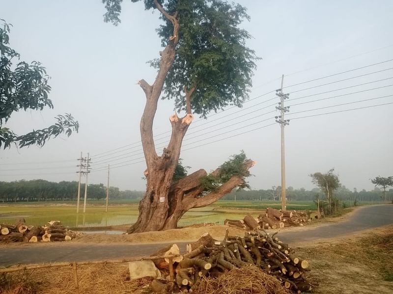 দুটি ডাল বাকি থাকতে তেঁতুলগাছটি কাটা বন্ধ করা হয়। গতকাল শুক্রবার বিকেলে রাজশাহীর তানোর উপজেলার অমৃতপুর গ্রামে