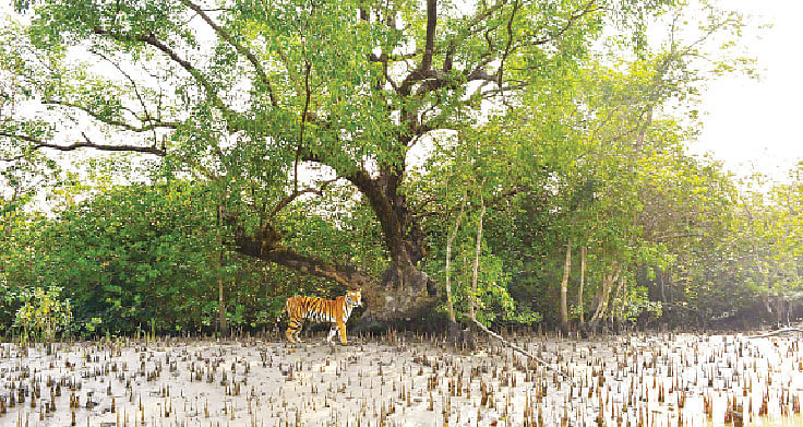 সুন্দরবনে বন বিভাগের ক্যামেরায় ওঠা বাঘের ছবি