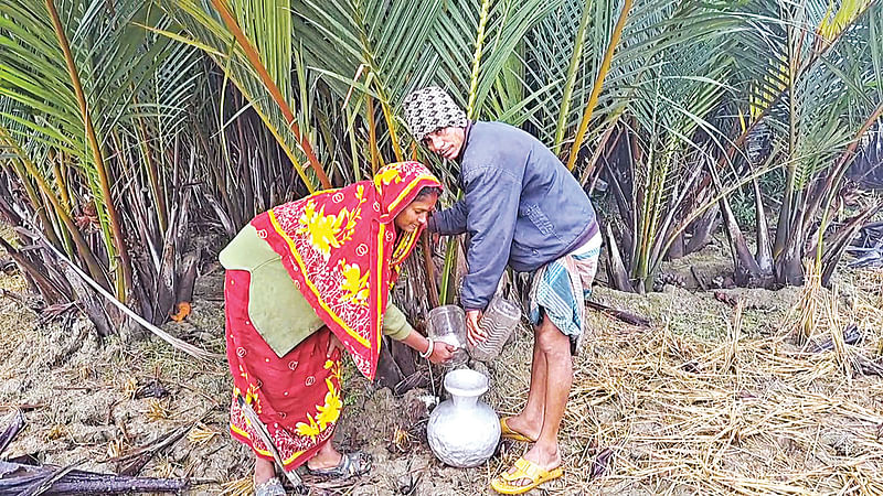 গোলগাছ থেকে রস সংগ্রহ করছেন এক দম্পতি। গত শনিবার পটুয়াখালীর কলাপাড়া উপজেলার নবীপুর গ্রামে